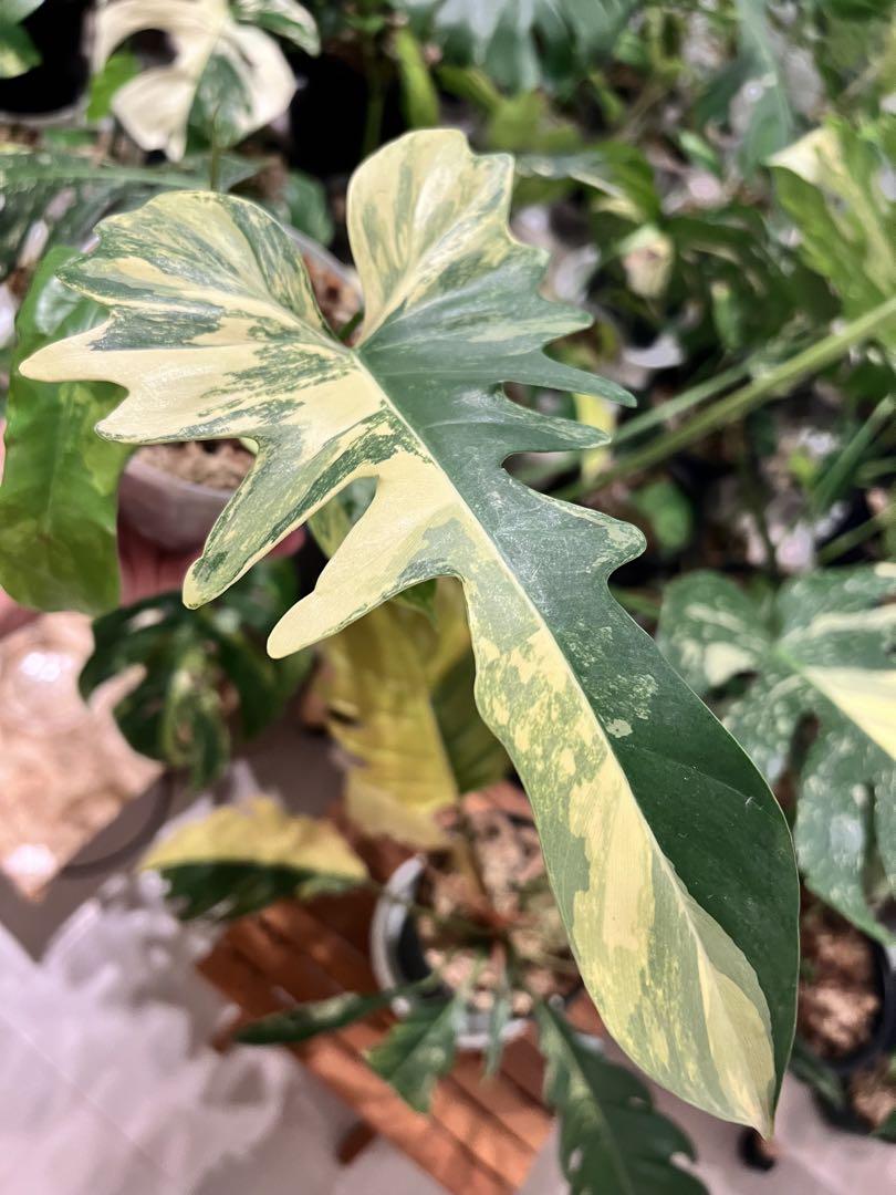超希少な★フィロデンドロン・キティナ(大株) 超希少なPhilodendron Hybrid ☆フィロデンドロン・キティナ☆
