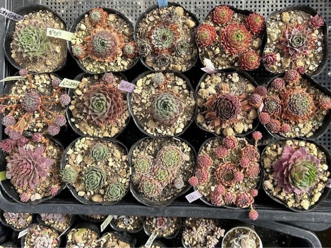 数量限定　多肉植物　9センチポットポット　センペルビウムアソート15ポットセット