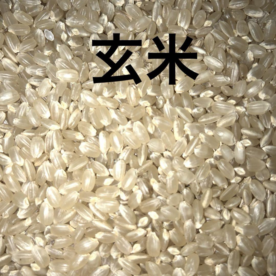 令和6年産　新米　伊賀米　コシヒカリ　農家の自家製米　5キロ✖️2 購入後に精米