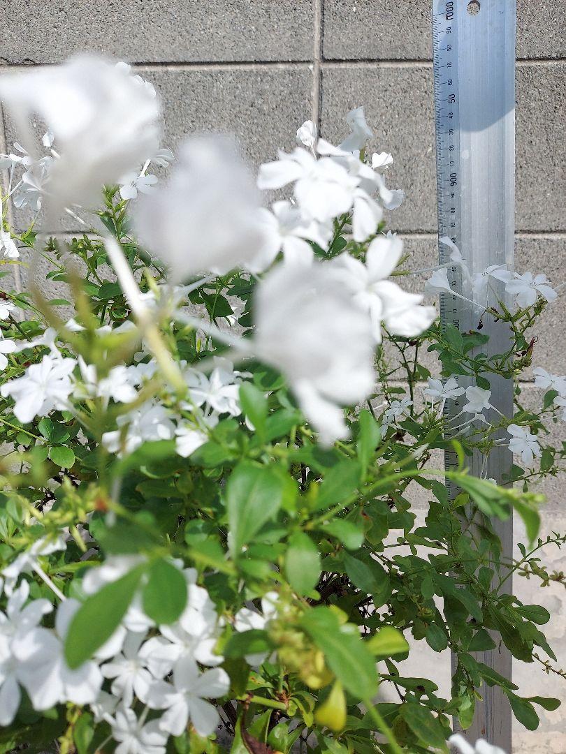鉢ごと発送 ボリュームあります