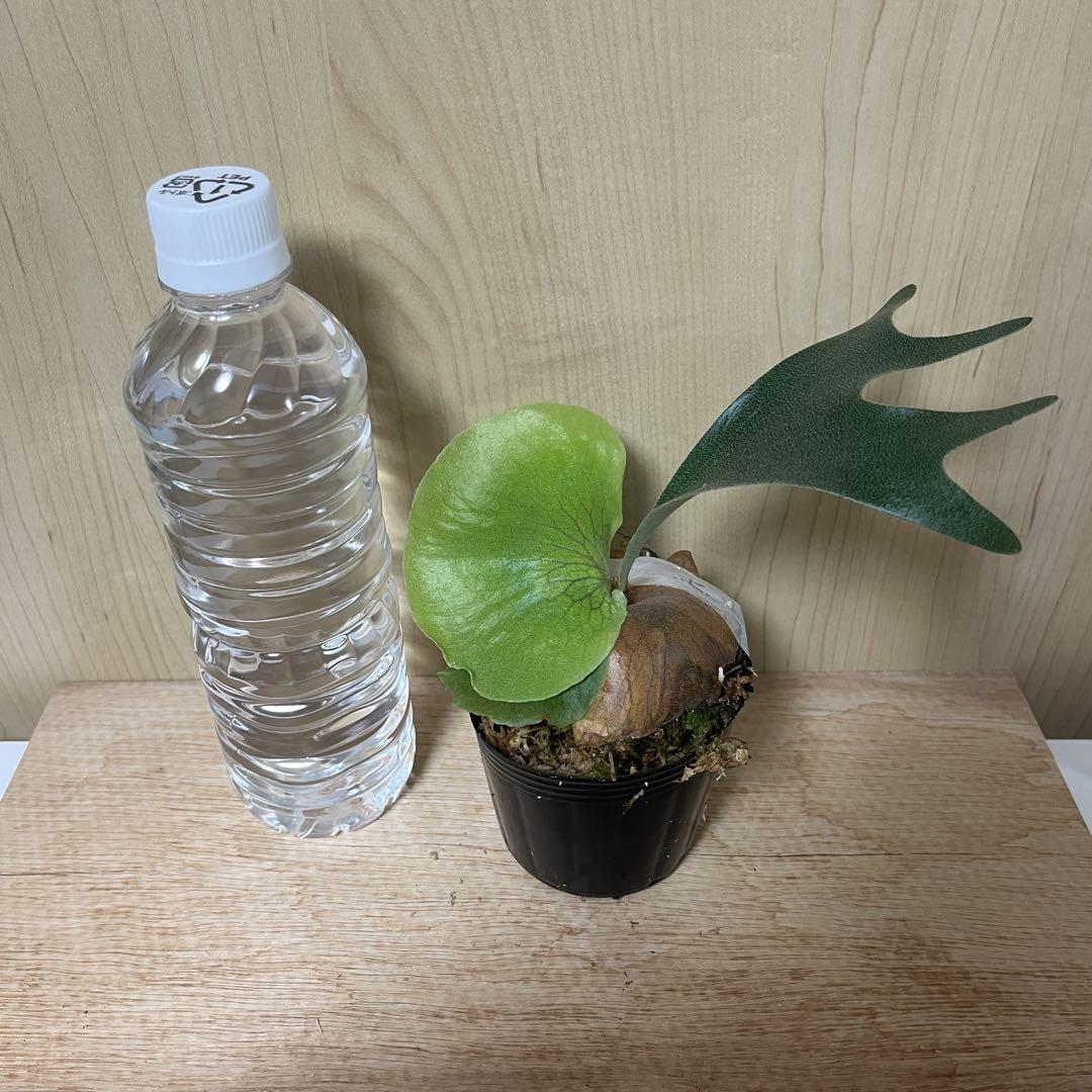 p.Gorgon platycerium ビカクシダ