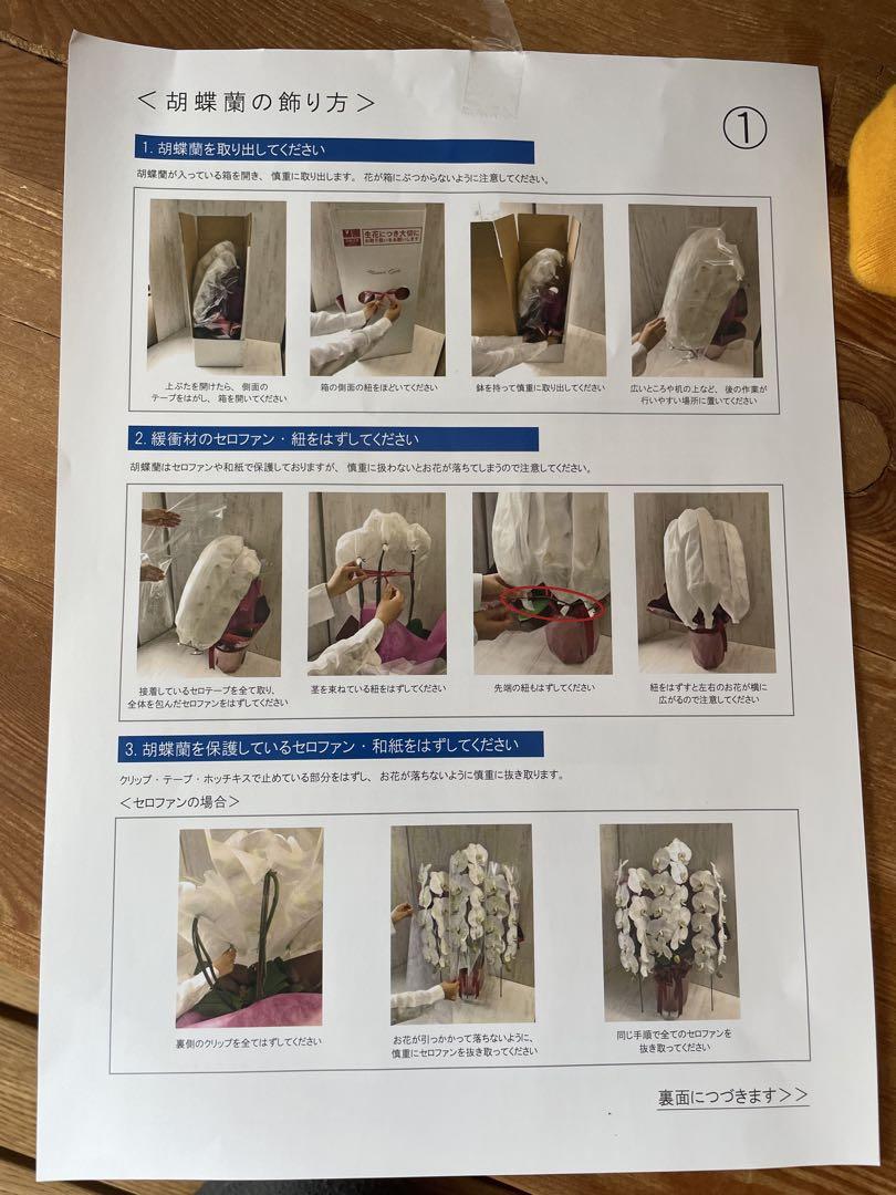 白い大輪の胡蝶蘭3本立て