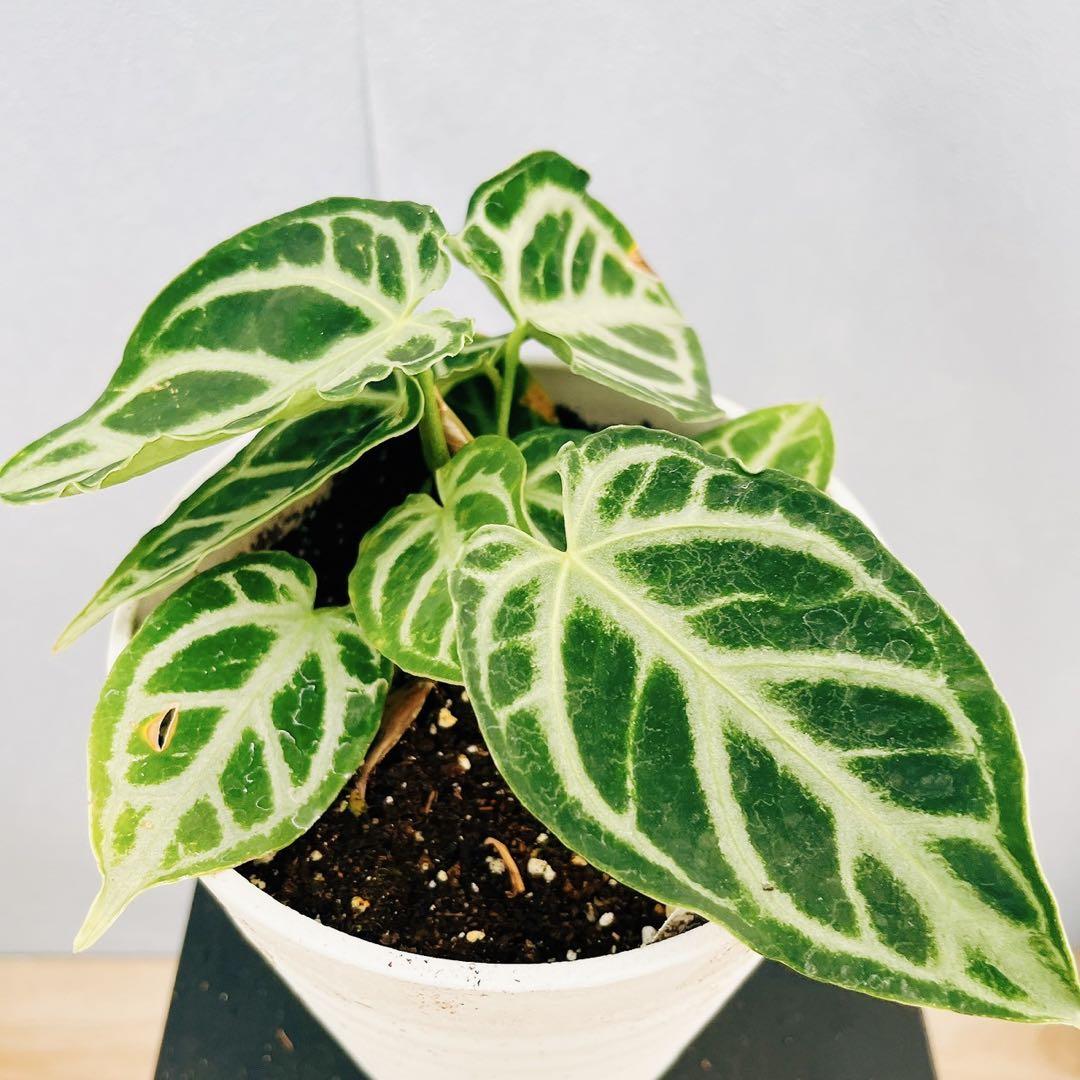 ［現品］【希少】72番　アンスリウム　クリスタリナムcultivar 4号　レア