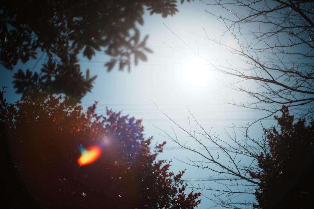 整備＆テスト済 オリンパス G.Zuiko auto 50mm F1.4 255