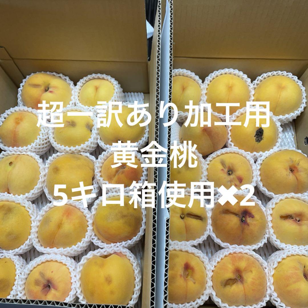 媛まどんな お得用 10kg : 愛媛だいすけ果樹園 - 通販 - Yahoo