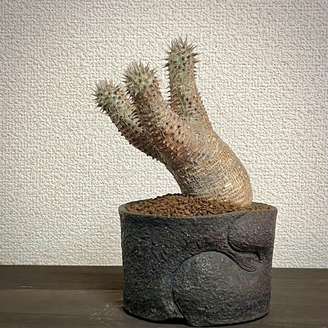 パキポディウム マカイエンセ 魔界玉 現地球 発根済み / グラキリス パキプス