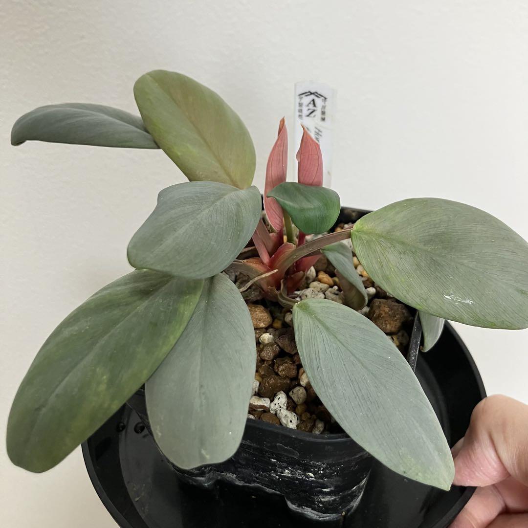 AZ便 Homalomena sp“銀甲冑”