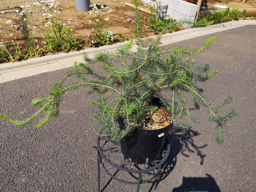激レア バンクシア ヌタンス 南半球植物 ネイティブプランツ