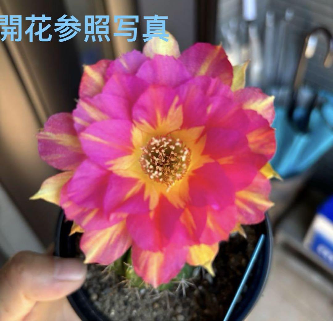 多肉植物 花サボテン ロビビア属 七夕 - メルカリ