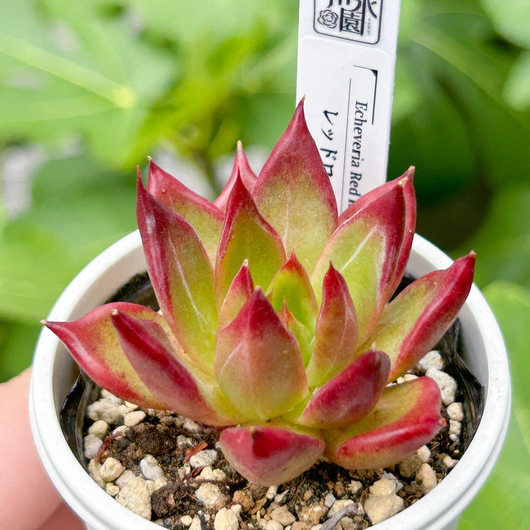 A*a様 大人気 多肉植物 エケベリア レッドソウル 超美苗 レア種
