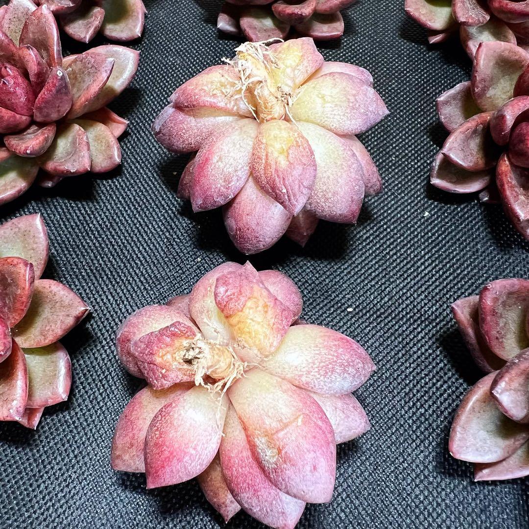 2022年のクリスマス 多肉植物 新品 紫皇后 エケベリア属 在庫 20つ