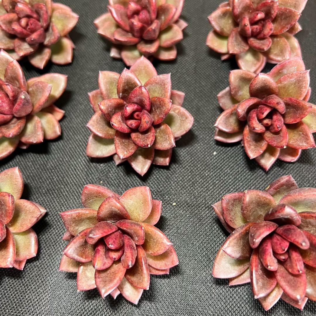 2022年のクリスマス 多肉植物 新品 紫皇后 エケベリア属 在庫 20つ