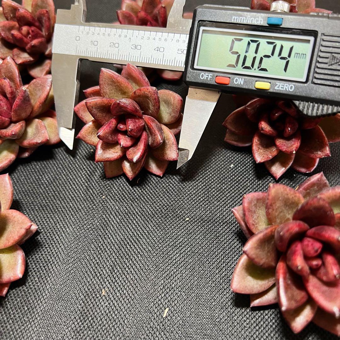 2022年のクリスマス 多肉植物 新品 紫皇后 エケベリア属 在庫 20つ