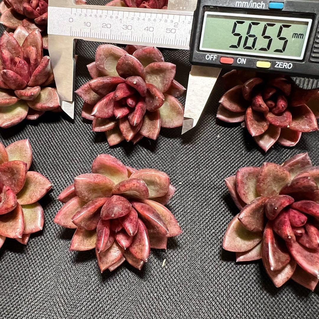 2022年のクリスマス 多肉植物 新品 紫皇后 エケベリア属 在庫 20つ