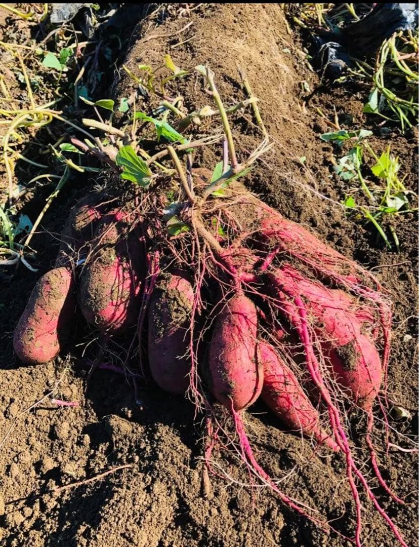 安心の関税送料込み ベニアズマ芋苗150本セール29日発送 - 通販 - www