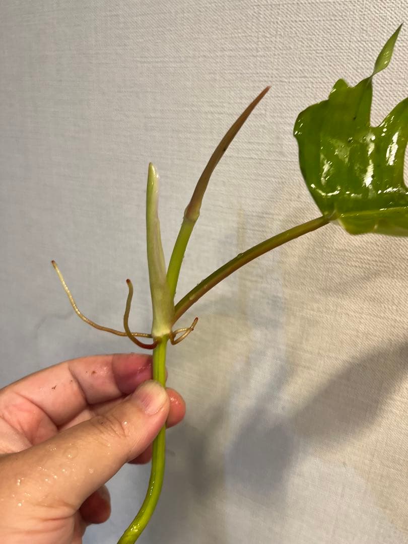 フロリダビューティx