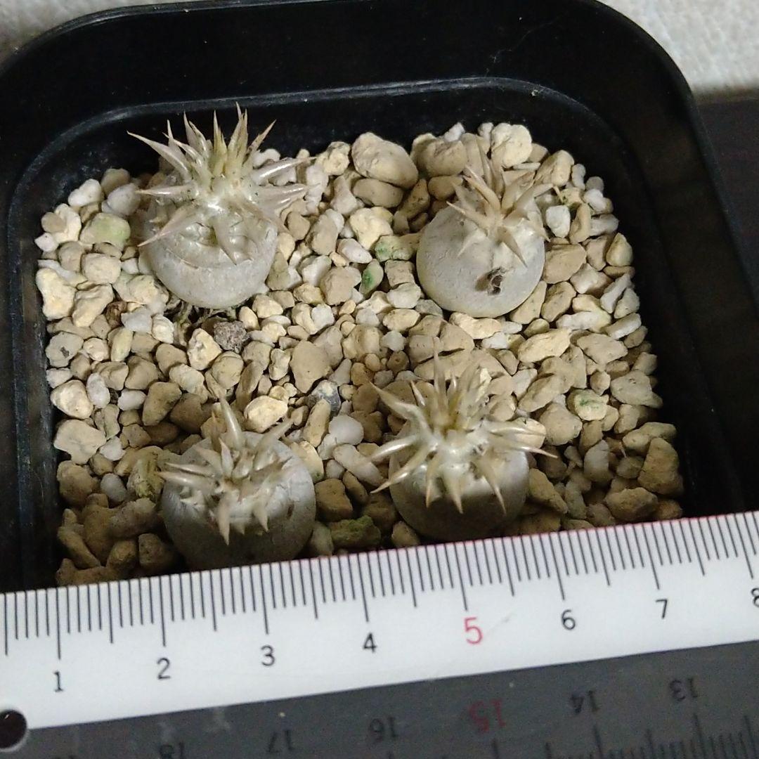 爆買い大人気 実生 恵比寿笑い 特選4本セット11700 uTNPe-m29417624739 パキポ 最安値爆買い