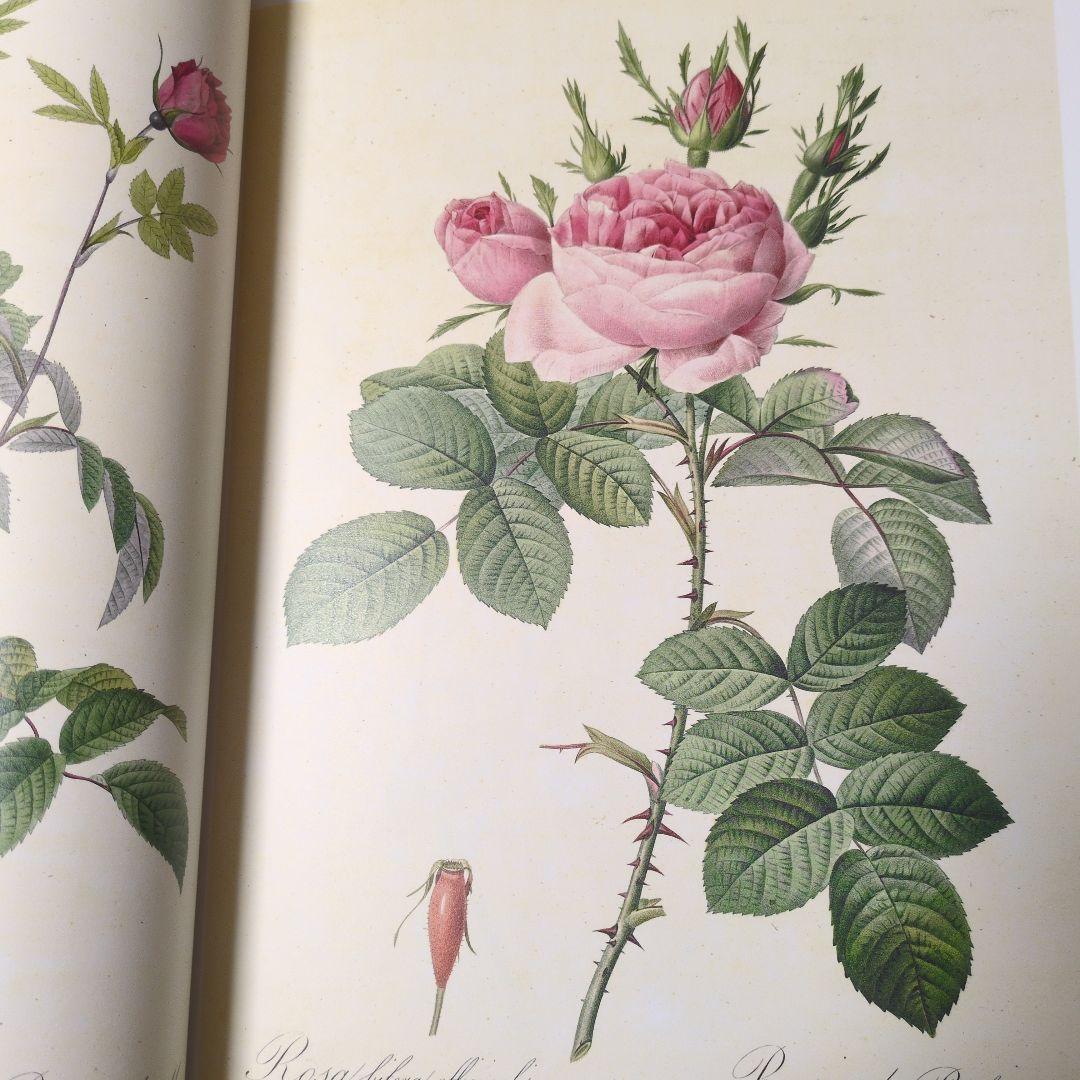 絶版　薔薇図譜　ピエールジョセフルドゥーテ