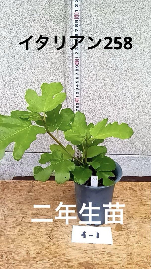 希少イチジク イタリアン258 その1