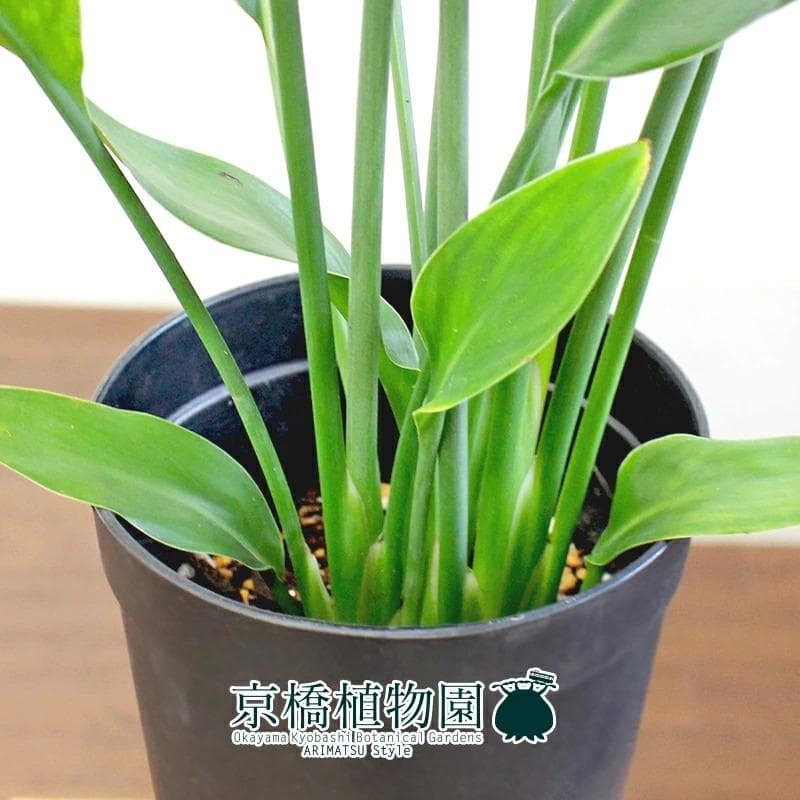 高品質定番 ストレチア/ストレリチア・ノンリーフ(ユンケア) 3.5号