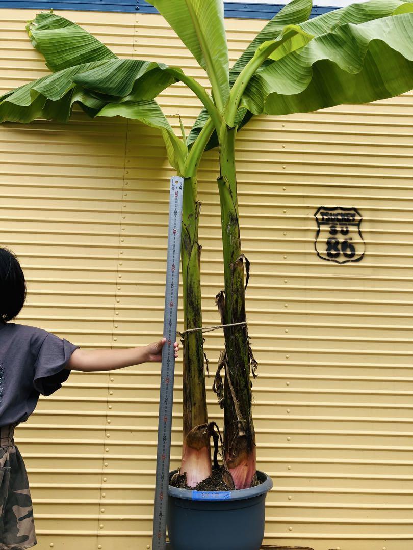 バショウ　芭蕉　１０号　２本　１６０サイズ