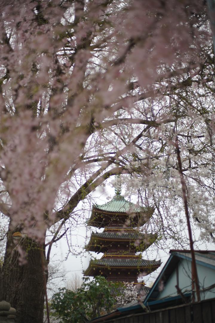 レンズ(単焦点) yashica yashinon ds 50mm f1.7