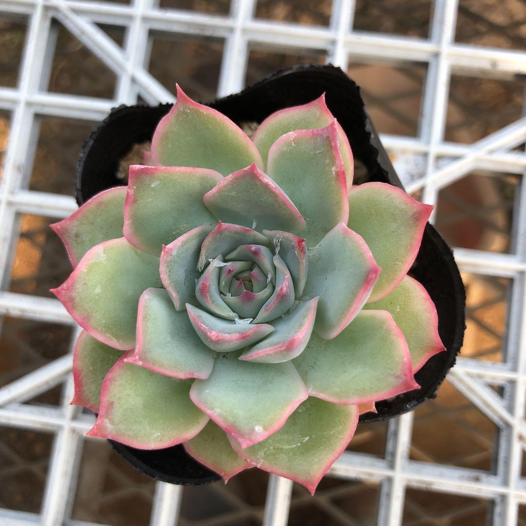 クーポン対象外 多肉植物 ピンクチップス 植物 観葉植物