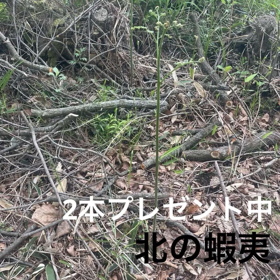北の蝦夷　ワラビ　特大株　1メートル
