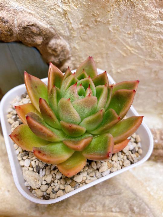 メルカリ プロリフェラ ムーンストーン 多肉植物 抜き苗 植物 観葉植物 1 499 中古や未使用のフリマ