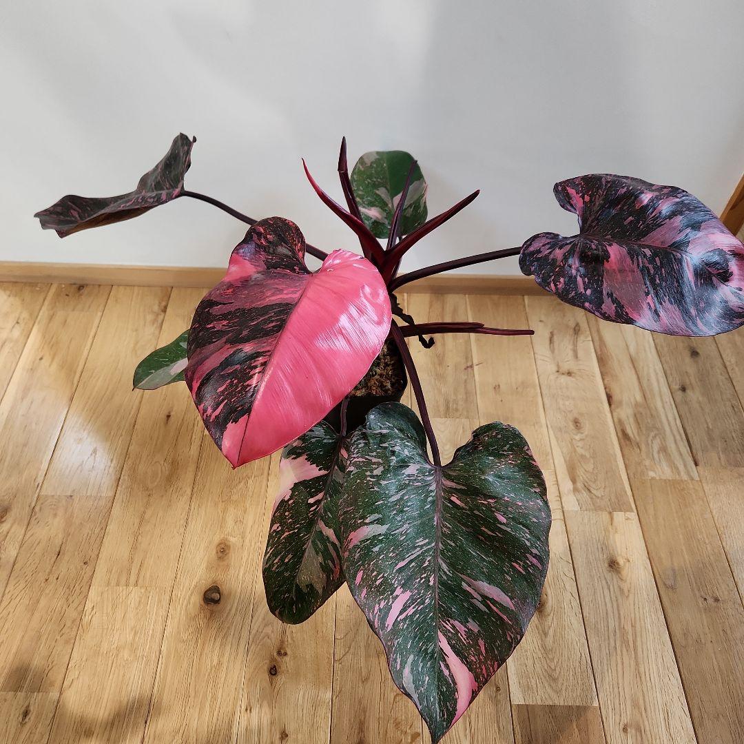 茎太め目立った傷や汚れなし