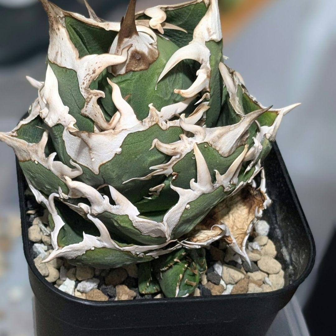 抜き苗目立った傷や汚れなし