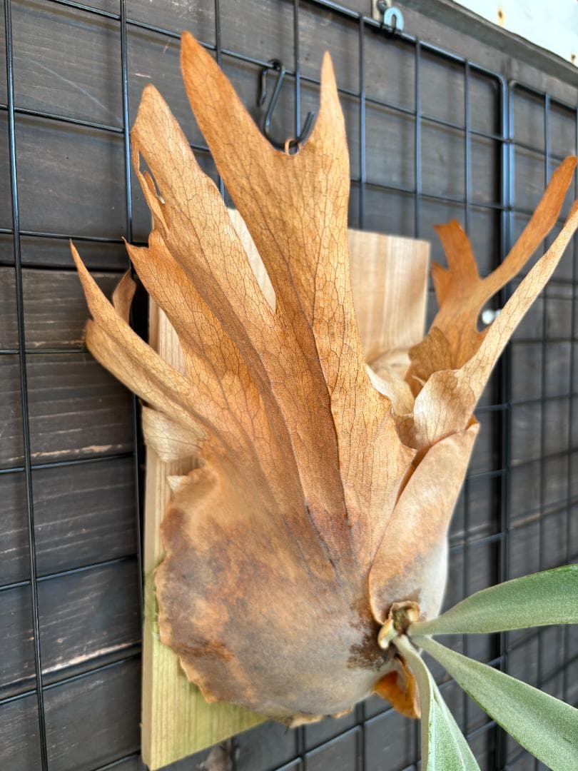 現品 美株 willinckii cv.Bali ウィリンキー 子株付き目立った傷や汚れなし YUZUMIYA_COM