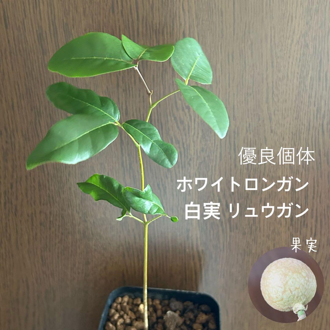 598〓希少ホワイトロンガン 白実 リュウガン 実生 生育良好苗