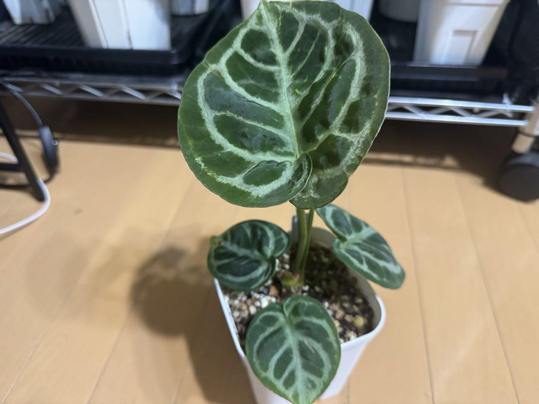 アンスリウム ドラヤキシルバー 丸葉