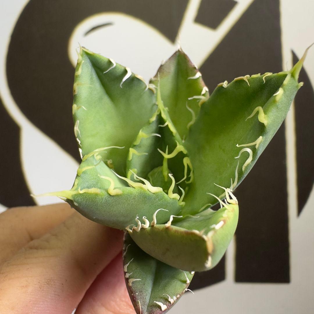 553 【上澳園芸】 アガベ shangao-017緑精霊 優良血統子株