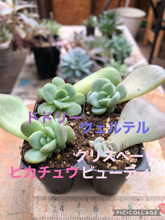 【楽天スーパーセール】
多肉植物 人気種♡お得セット② 専用 植物/観葉植物 【楽天スーパーセール】
多肉植物 人気種♡お得セット② 専用 植物/観葉植物