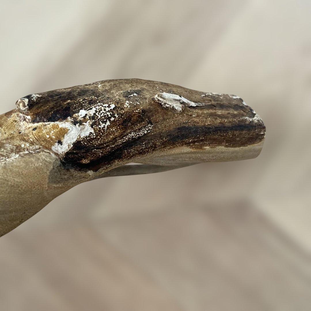 珊瑚原木化石目立った傷や汚れなし