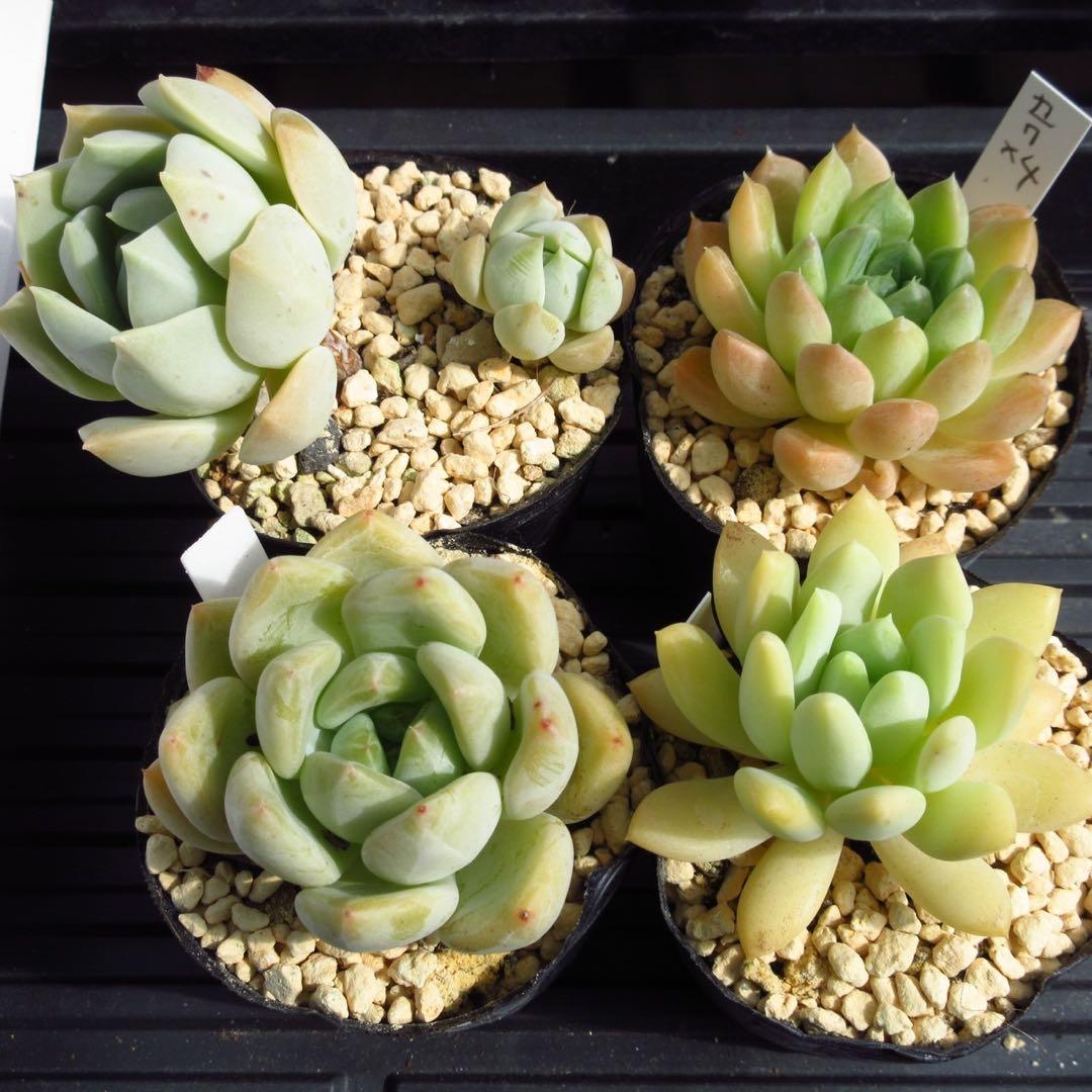 楽天市場 多肉植物お得4点セット韓国苗 美苗 #セ7 dvoriknsk.ru