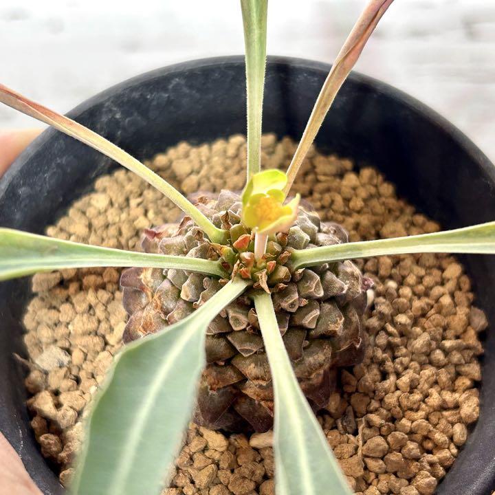 鉄甲丸 (てっこうまる) 雄雌ペア 多肉植物　ユーフォルビア　塊根植物
