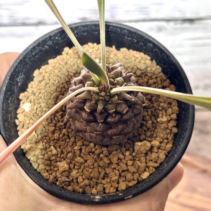 鉄甲丸 (てっこうまる) 雄雌ペア 多肉植物　ユーフォルビア　塊根植物