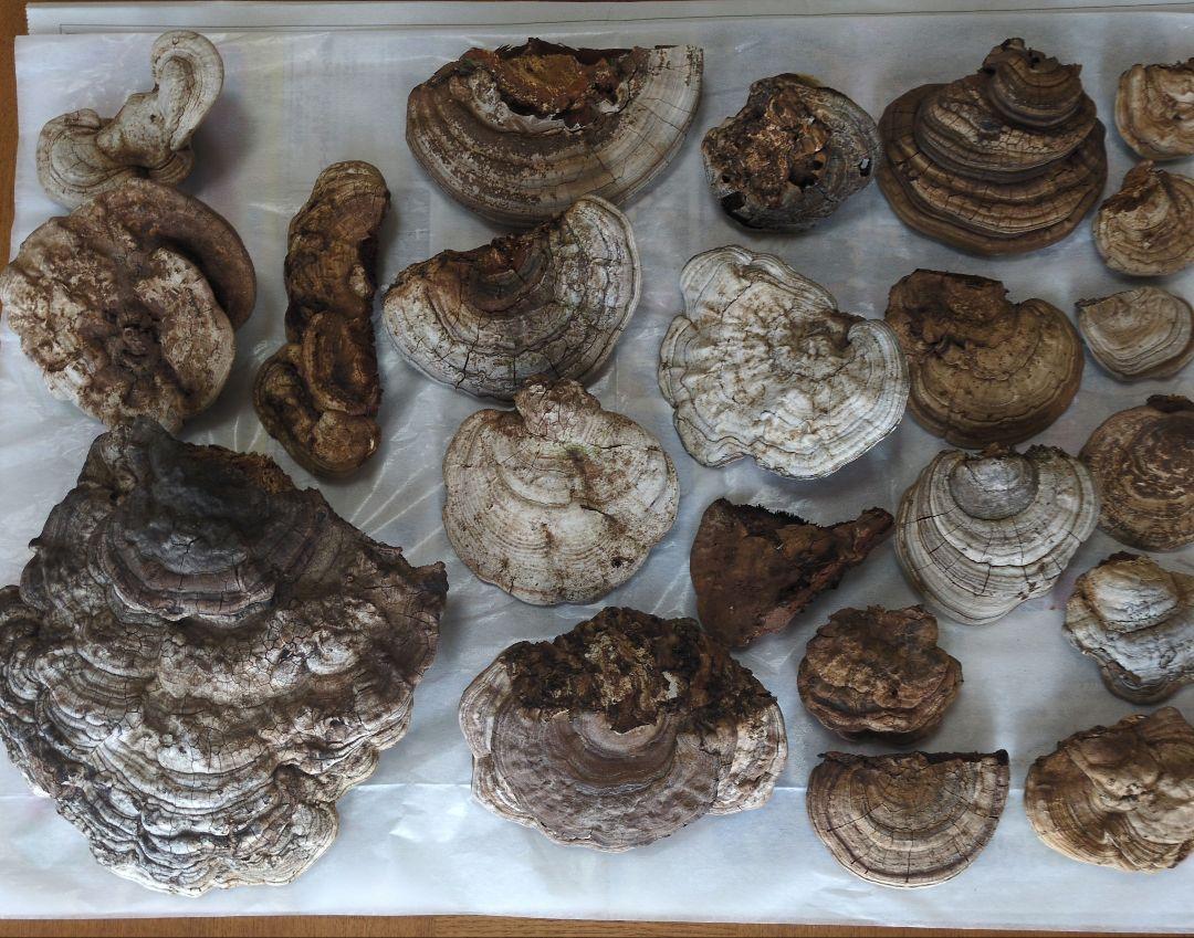 サルノコシカケ　まとめ売り