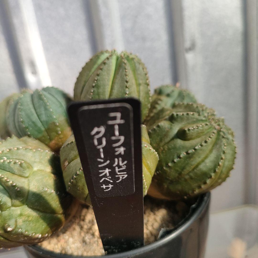 グリーンオベサ