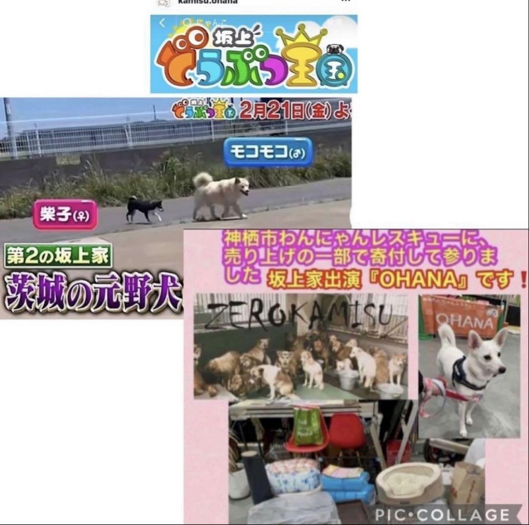 新品】オルフェーヴル 競馬場へお出かけサコッシュ優勝レイ