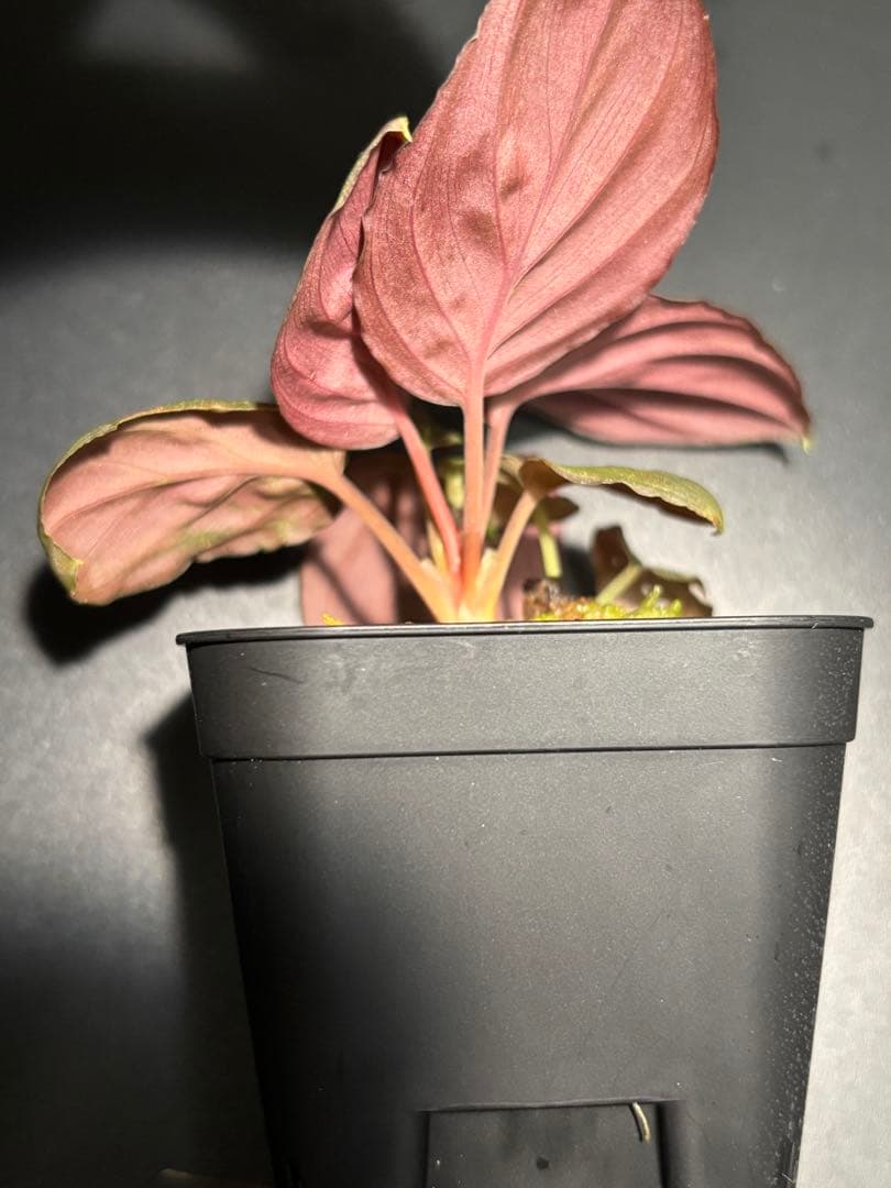 ホマロメナ sp. Red leaf AZ 目立った傷や汚れなし YUZUMIYA_COM