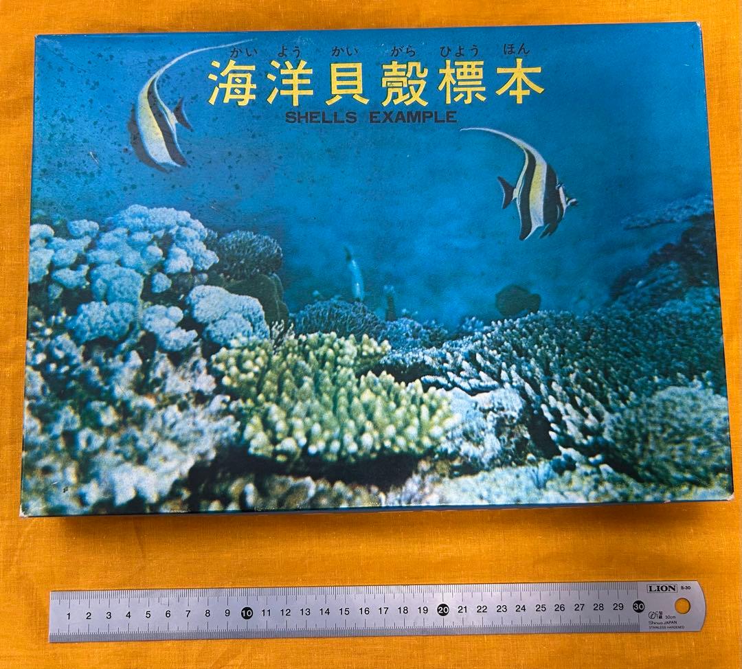 貝殻　標本　コレクション 貝殻 標本 コレクション