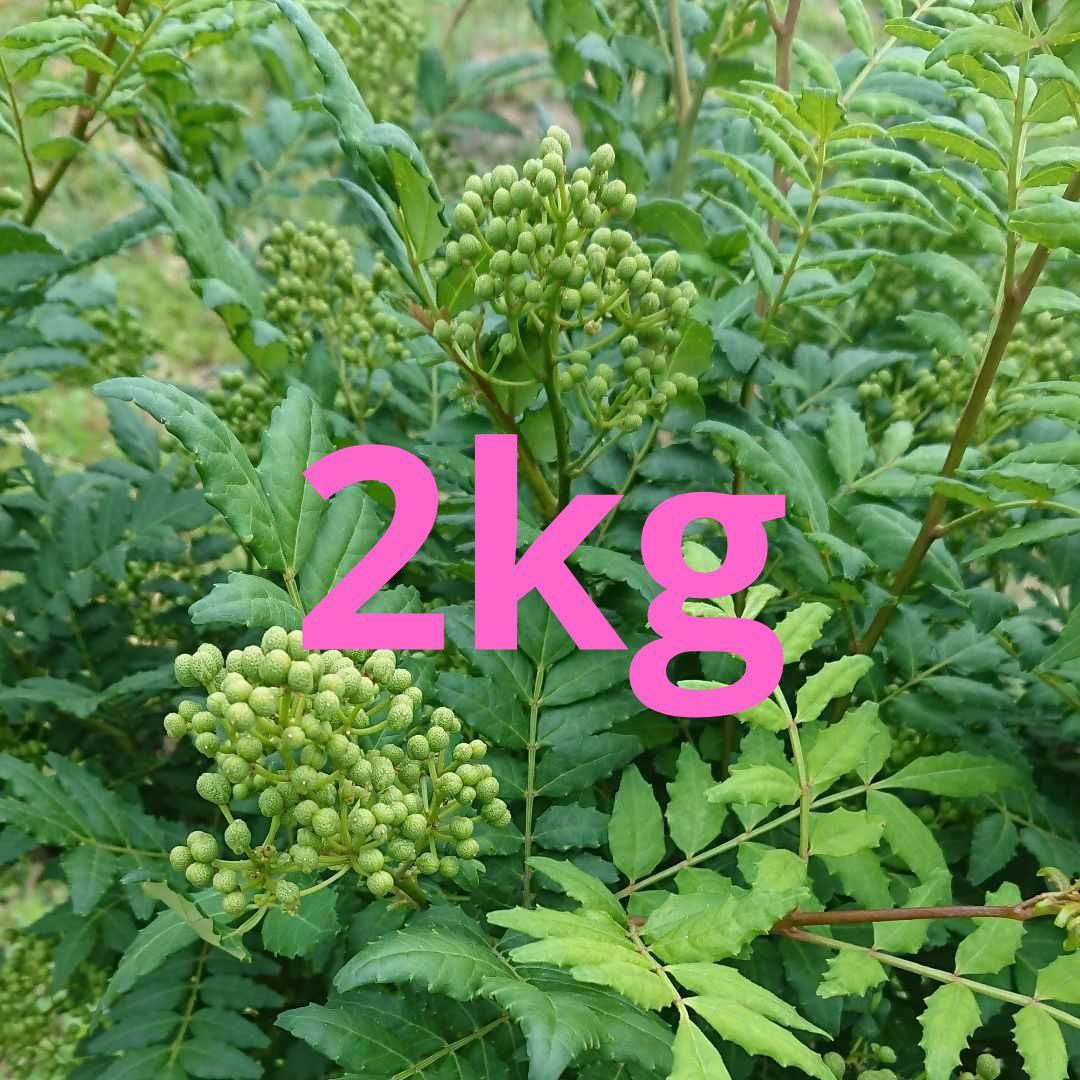山椒の実