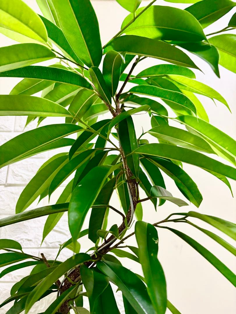 ゴムの木 観葉植物目立った傷や汚れなし