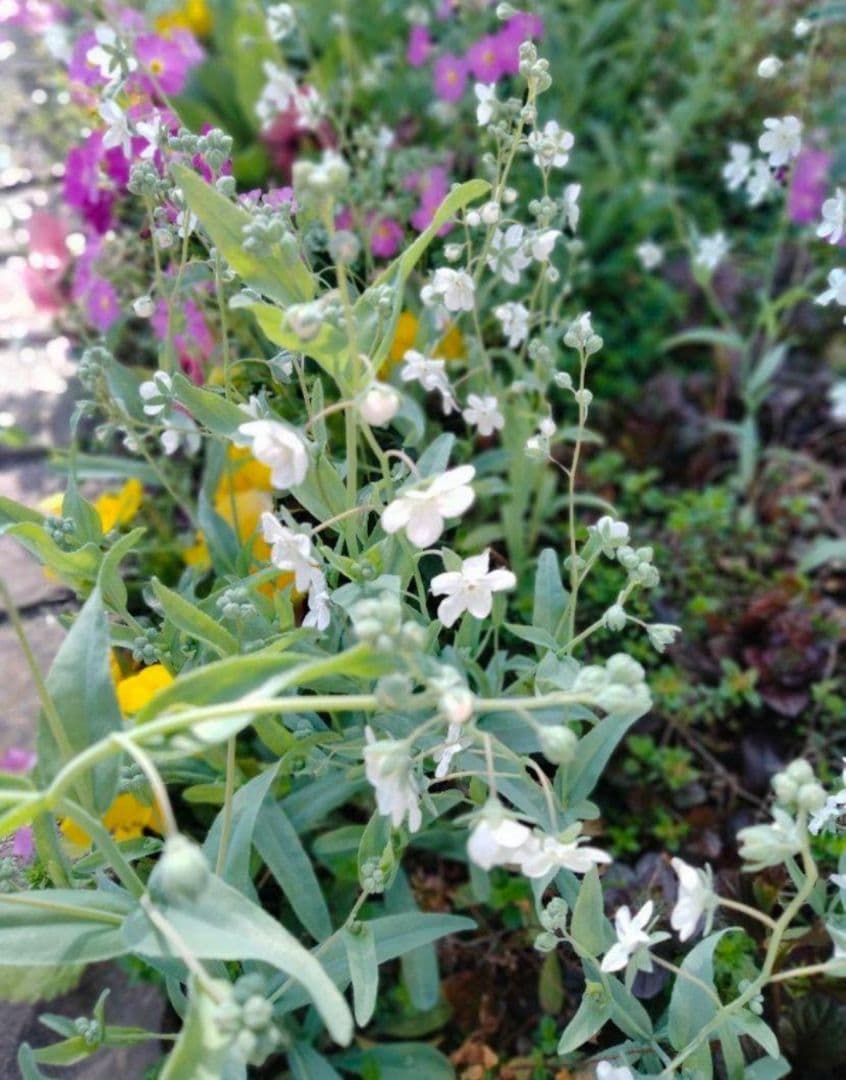 3.28撮影 オンファロデス こぶり10苗 抜き苗 らくらくメルカリ便