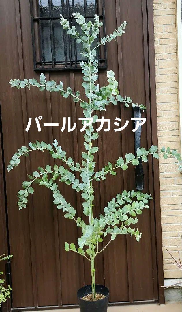 大きめ　パールアカシア　鉢植え　ミモザ　苗　シンボルツリー