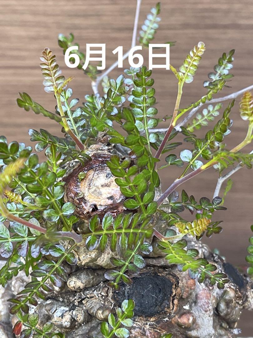 オペルクリカリア　パキプス発根済み